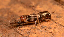 Image of Larger Pygmy Mole Grasshopper