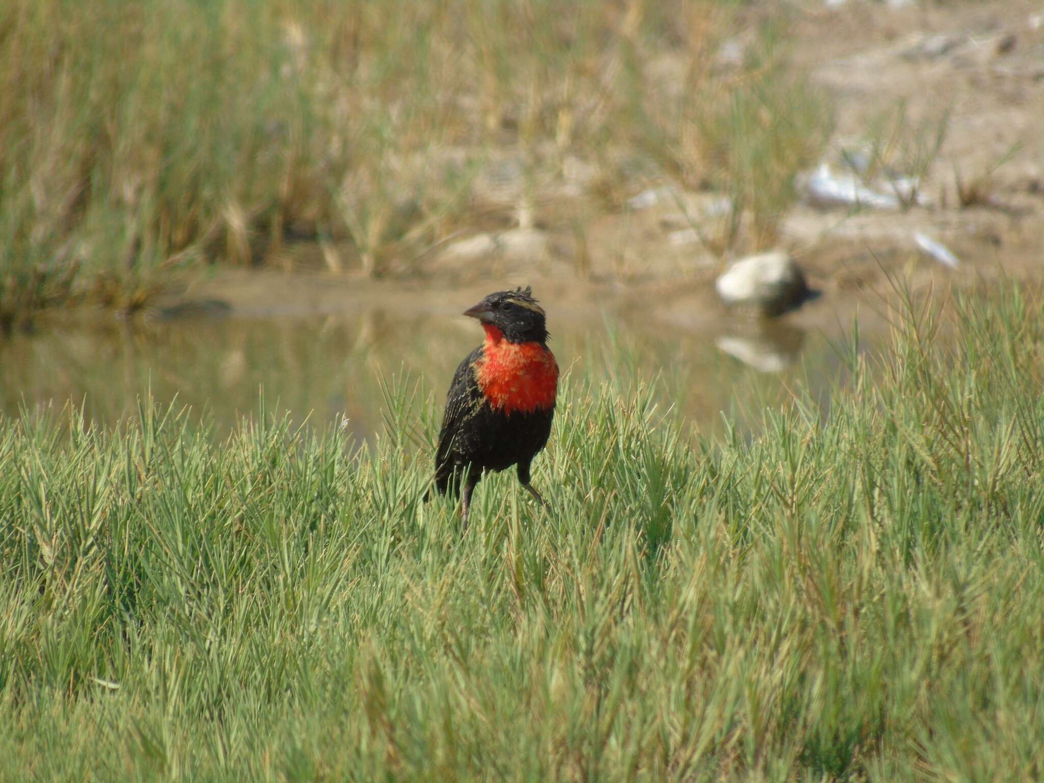 Image of Peruvian Meadowlark