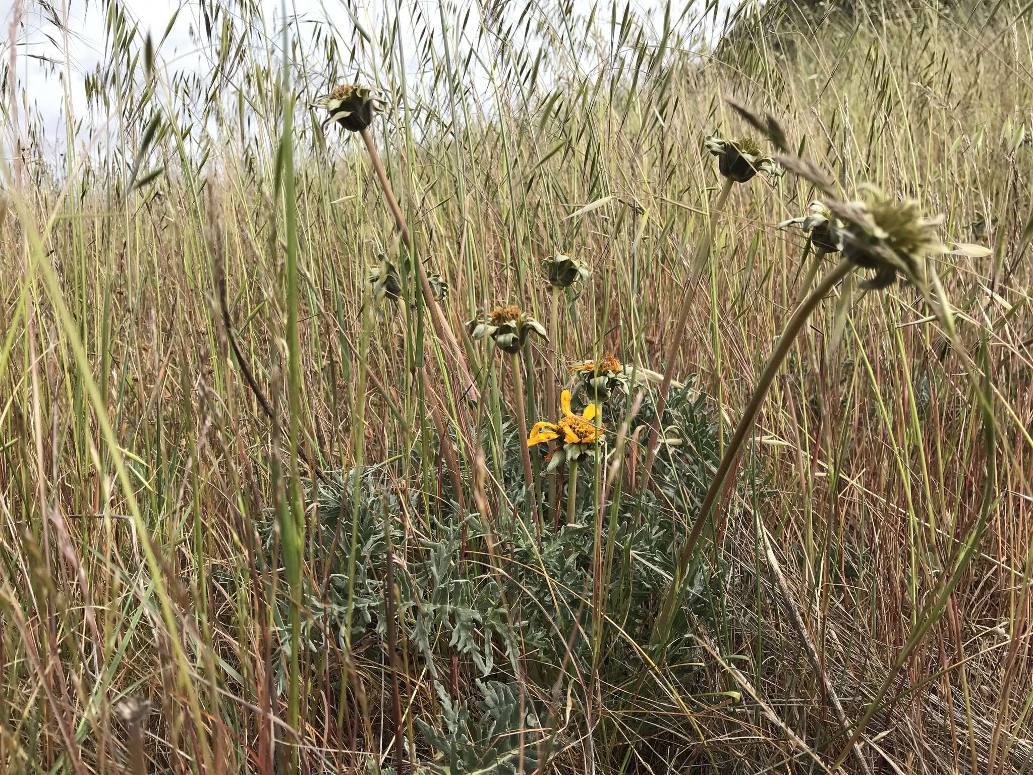 Image of California balsamroot