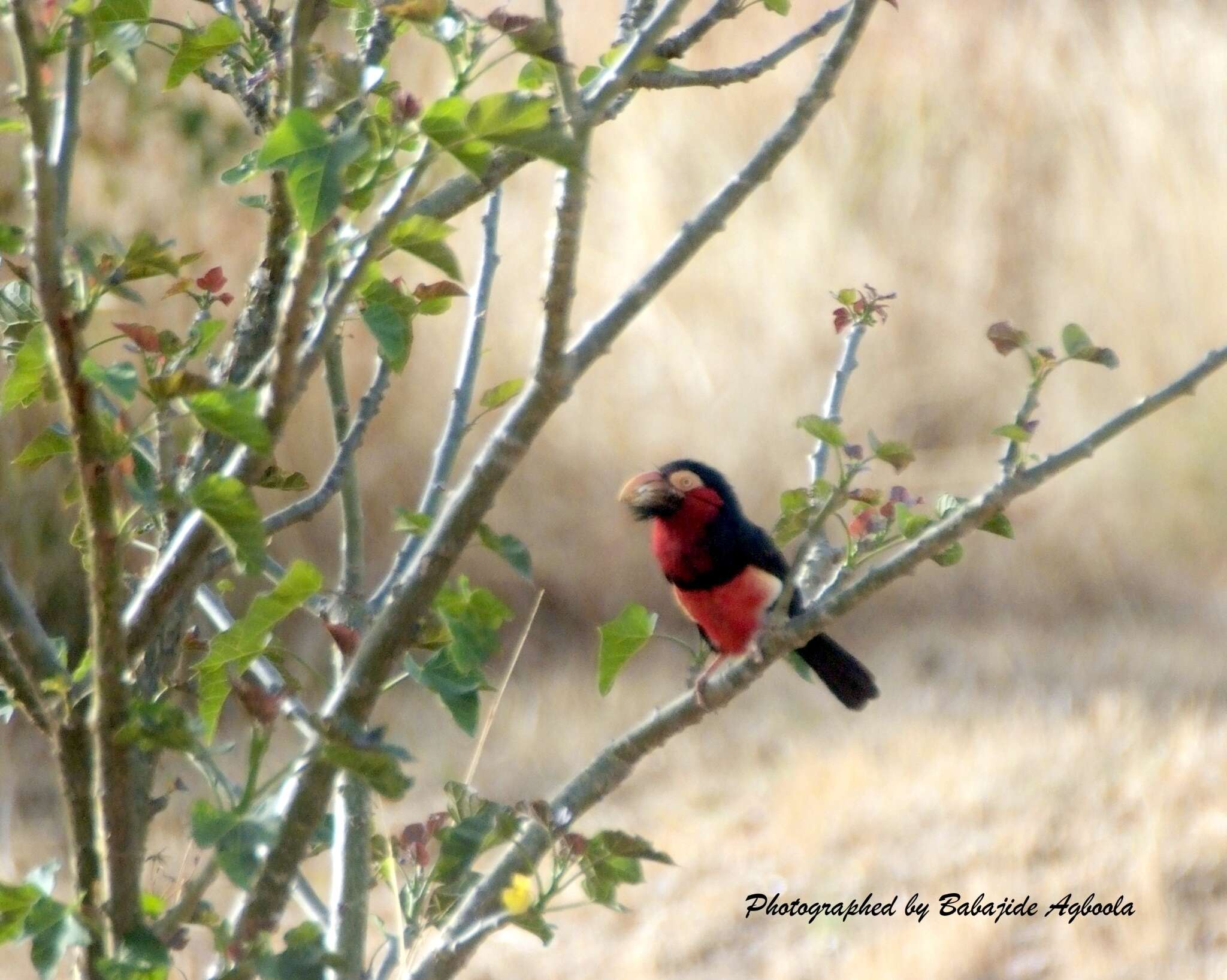 Image of Bearded Barbet