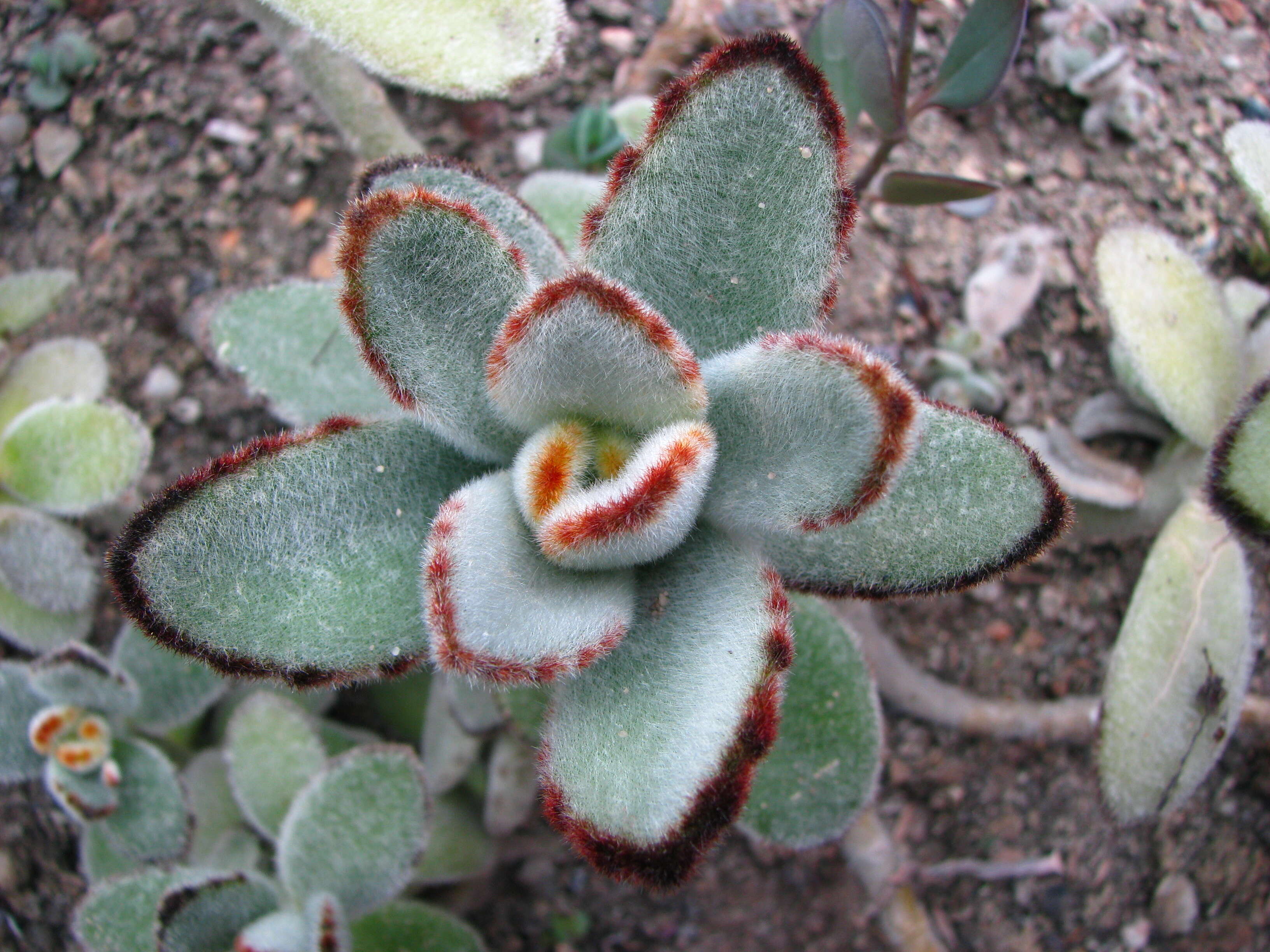 Image of Kalanchoe tomentosa Baker