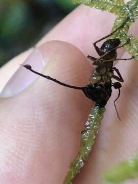 Image of Ophiocordyceps camponoti-atricipis J. P. M. Araújo, H. C. Evans & D. P. Hughes 2015