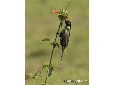 Image of Bronze Sunbird