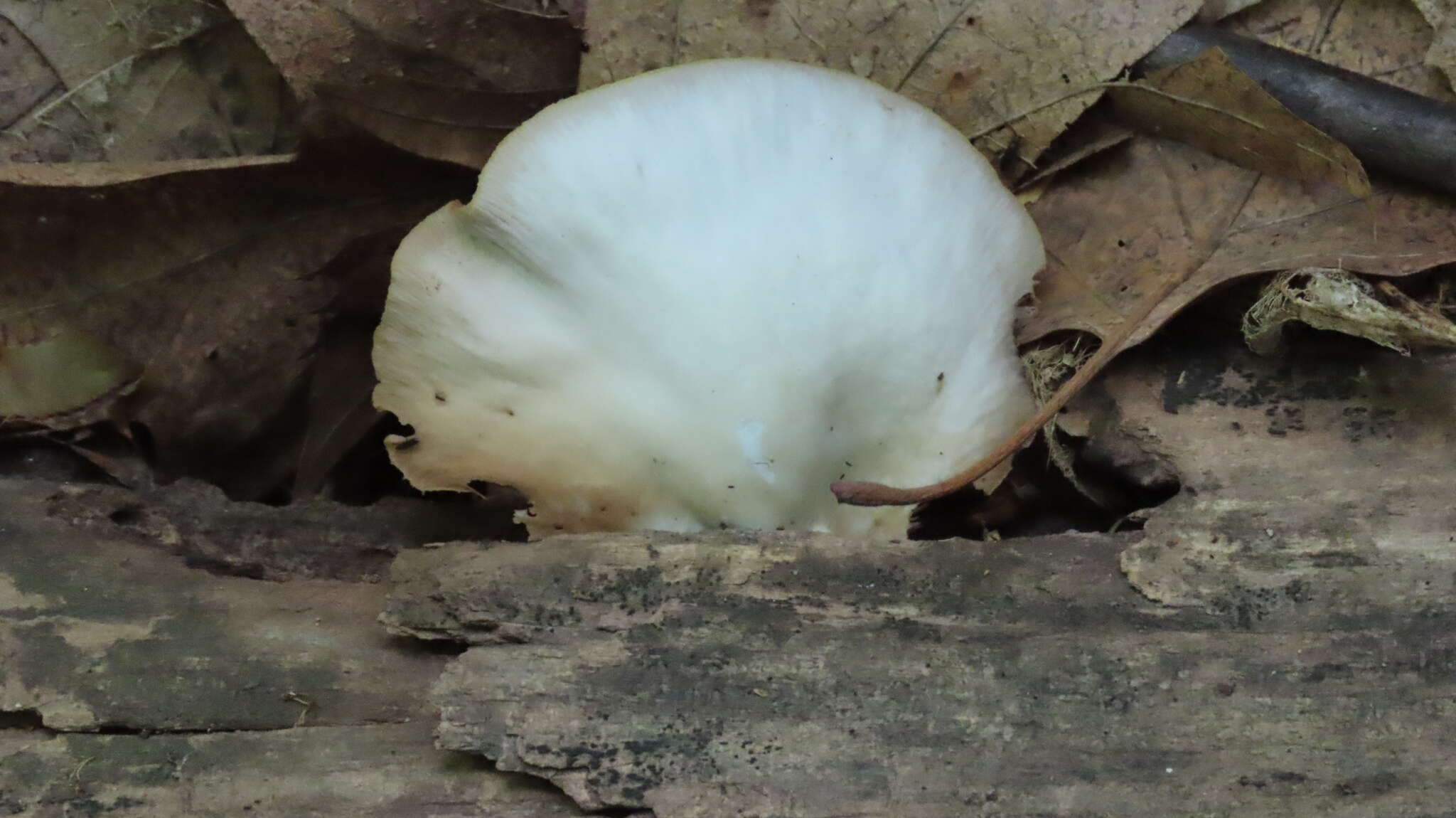 Image of Crepidotus malachius Sacc. 1887