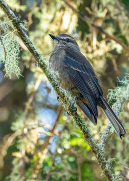 Image of Smoky Bush Tyrant