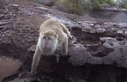 Image of Long-tailed Macaque