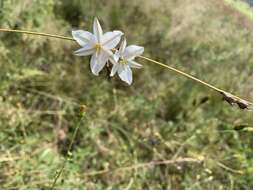 Plancia ëd Chlorophytum fasciculatum (Baker) Kativu