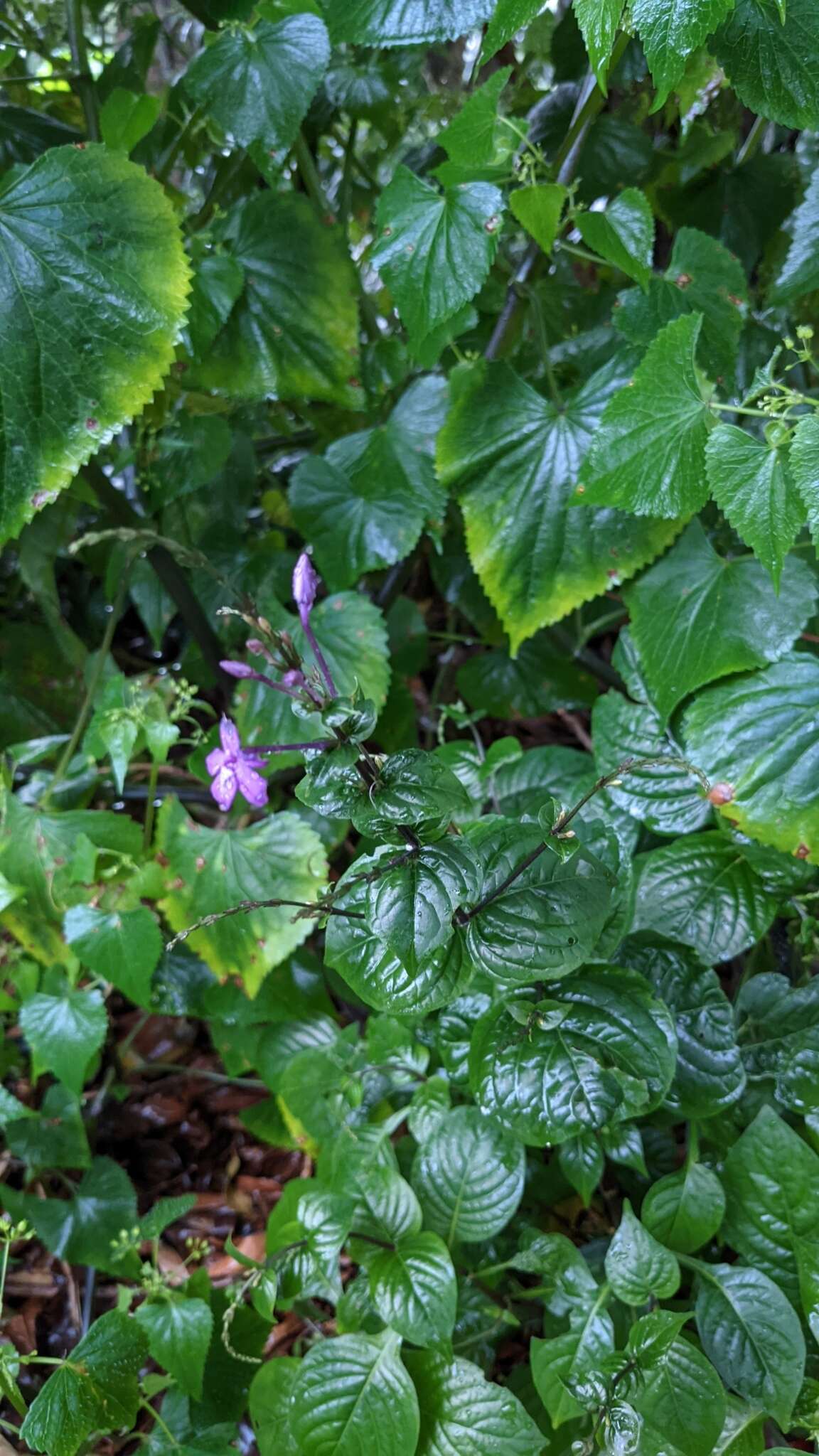 Image de Pseuderanthemum cuspidatum (Nees) Radlk.