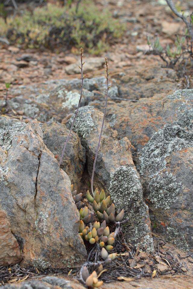 Image of Adromischus filicaulis subsp. marlothii (Schönl.) Tölken