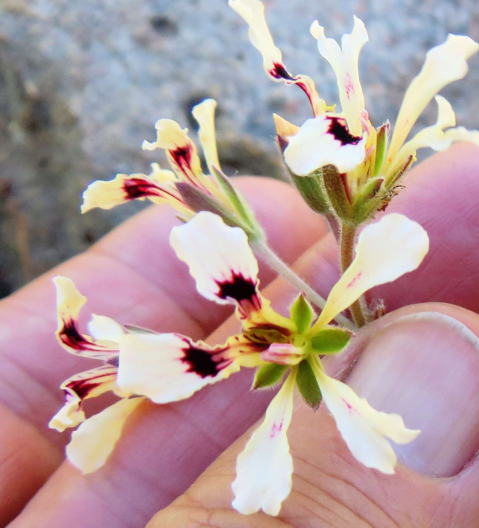 Image of Pelargonium trifoliolatum (Eckl. & Zeyh.) Steud.