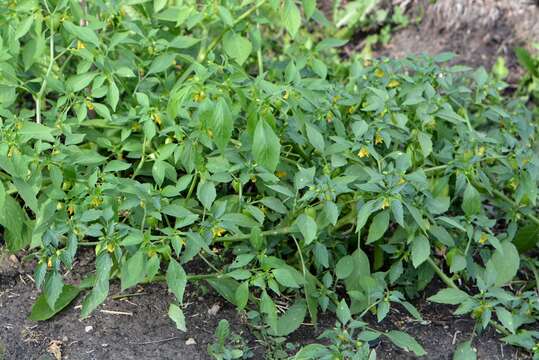 Plancia ëd Physalis philadelphica subsp. ixocarpa (Brot. ex Hornem.) Sobr.-Vesp. & Sanz-Elorza