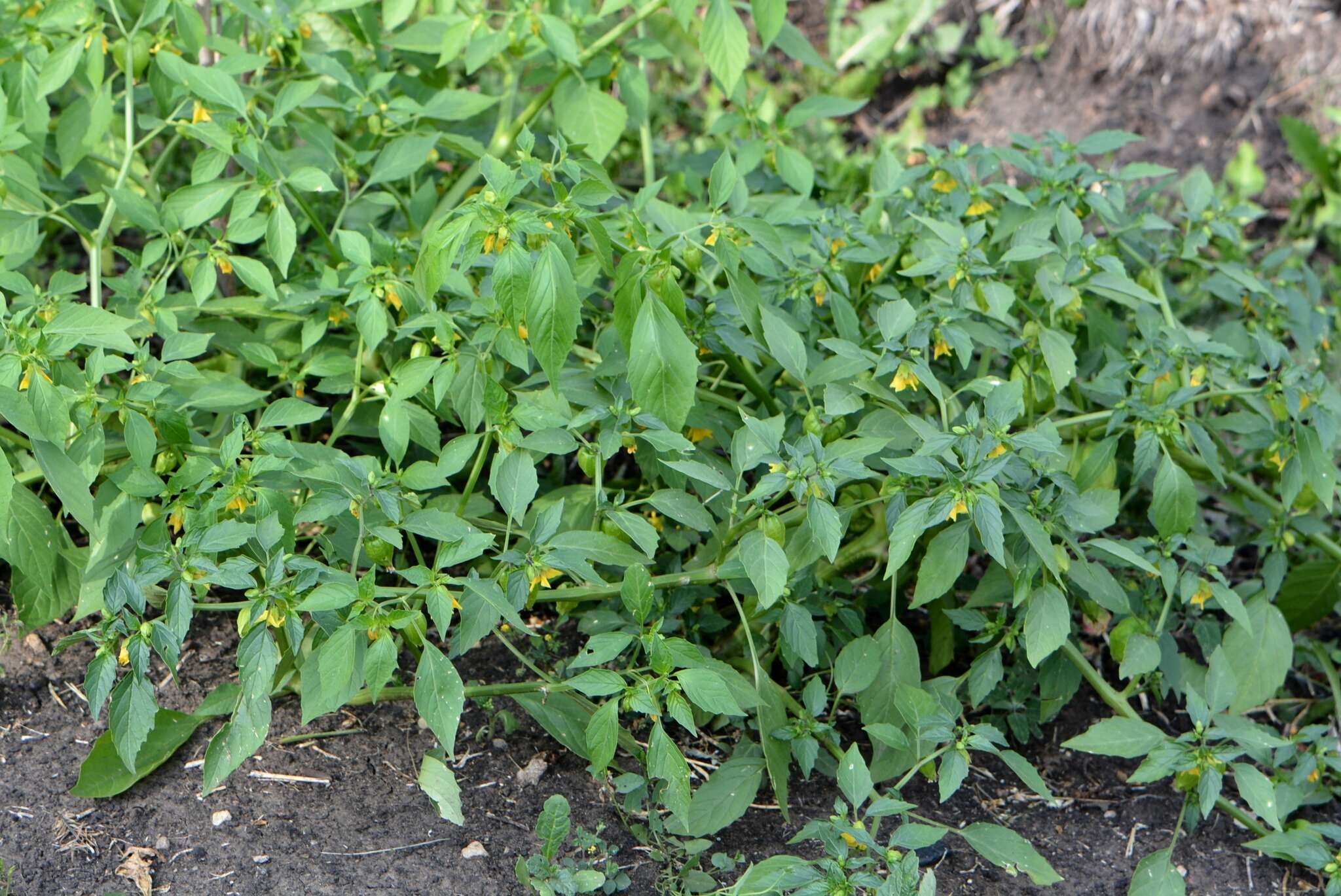 Imagem de Physalis philadelphica subsp. ixocarpa (Brot. ex Hornem.) Sobr.-Vesp. & Sanz-Elorza