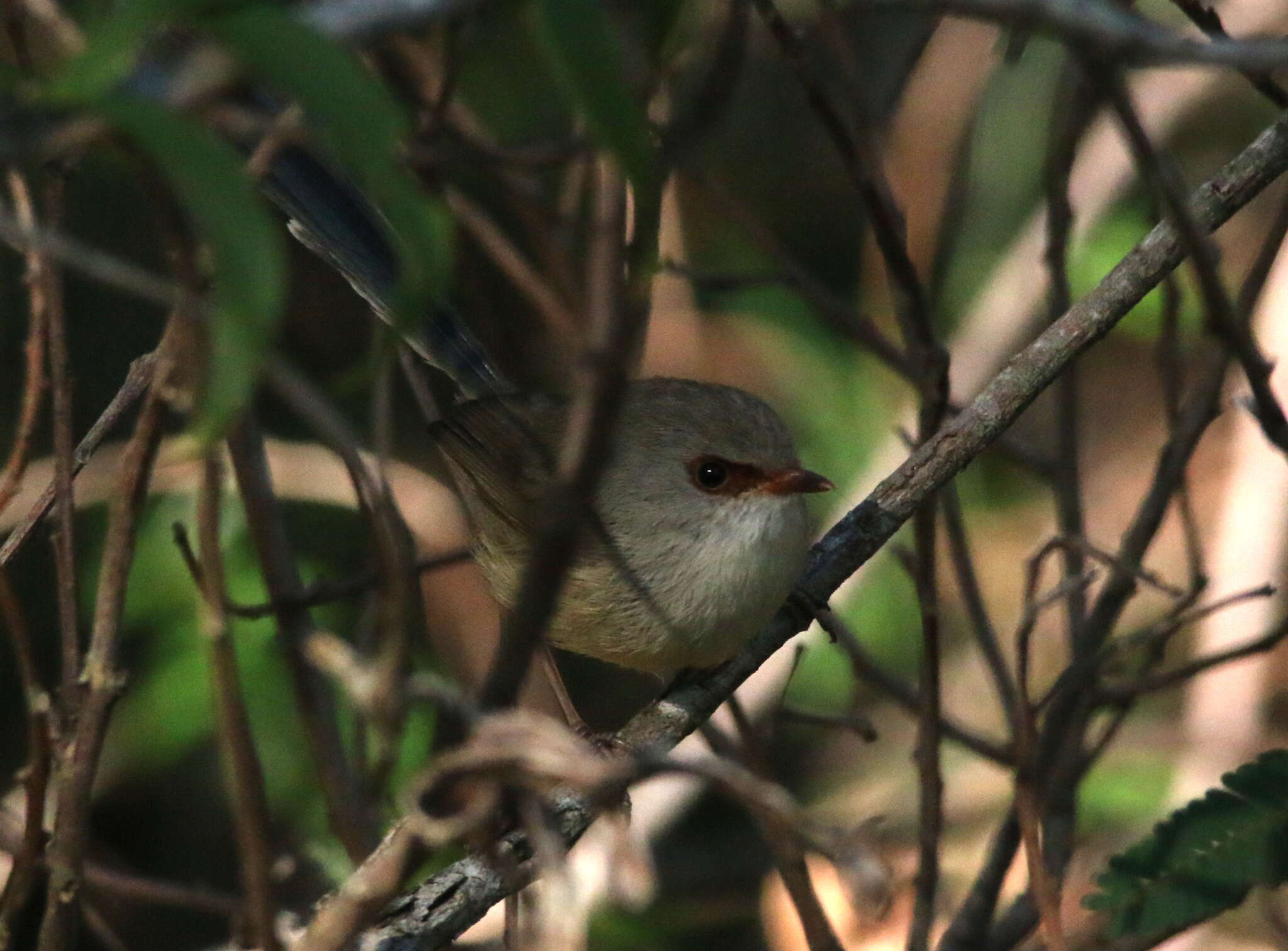 Image of Variegated Fairy-wren