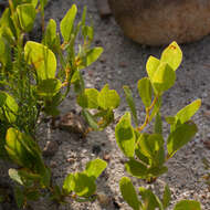 Imagem de Otholobium rotundifolium (L. fil.) C. H. Stirt.