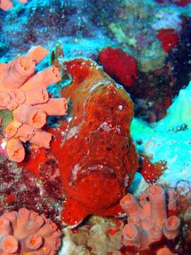 Image of Flagpole Frogfish