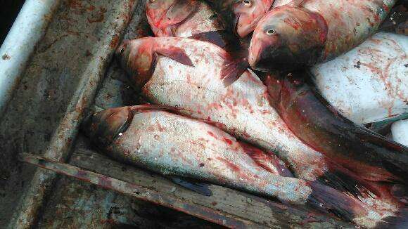 Image of silver carp