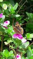 Image of Tropical Buckeye