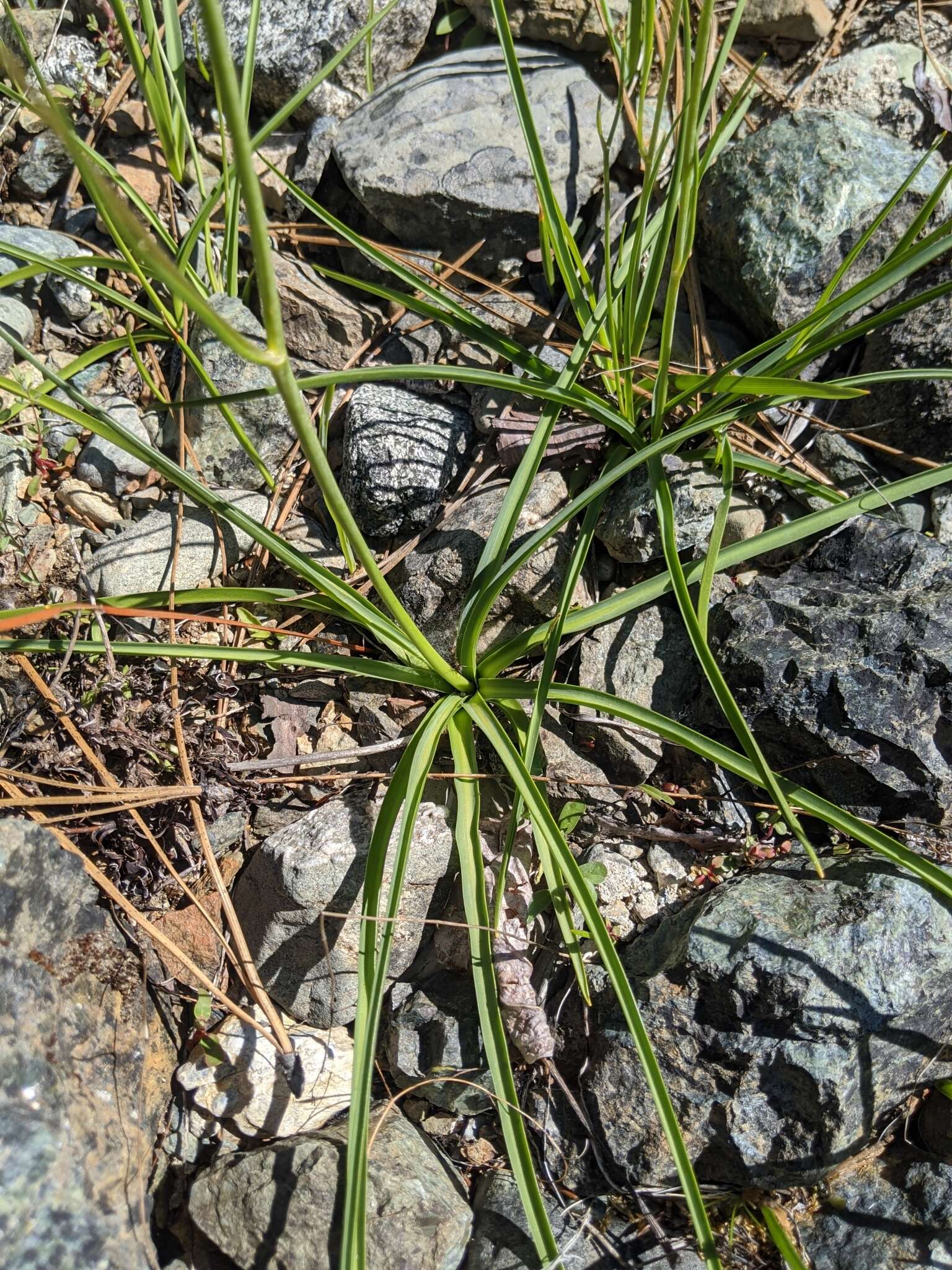 Image of Klamath rushlily