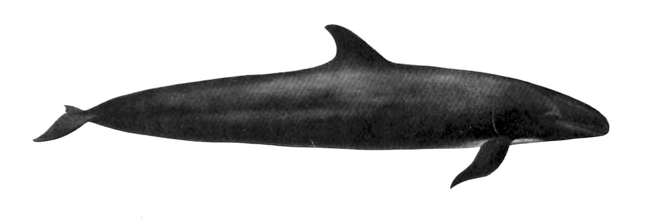 Image of false killer whale
