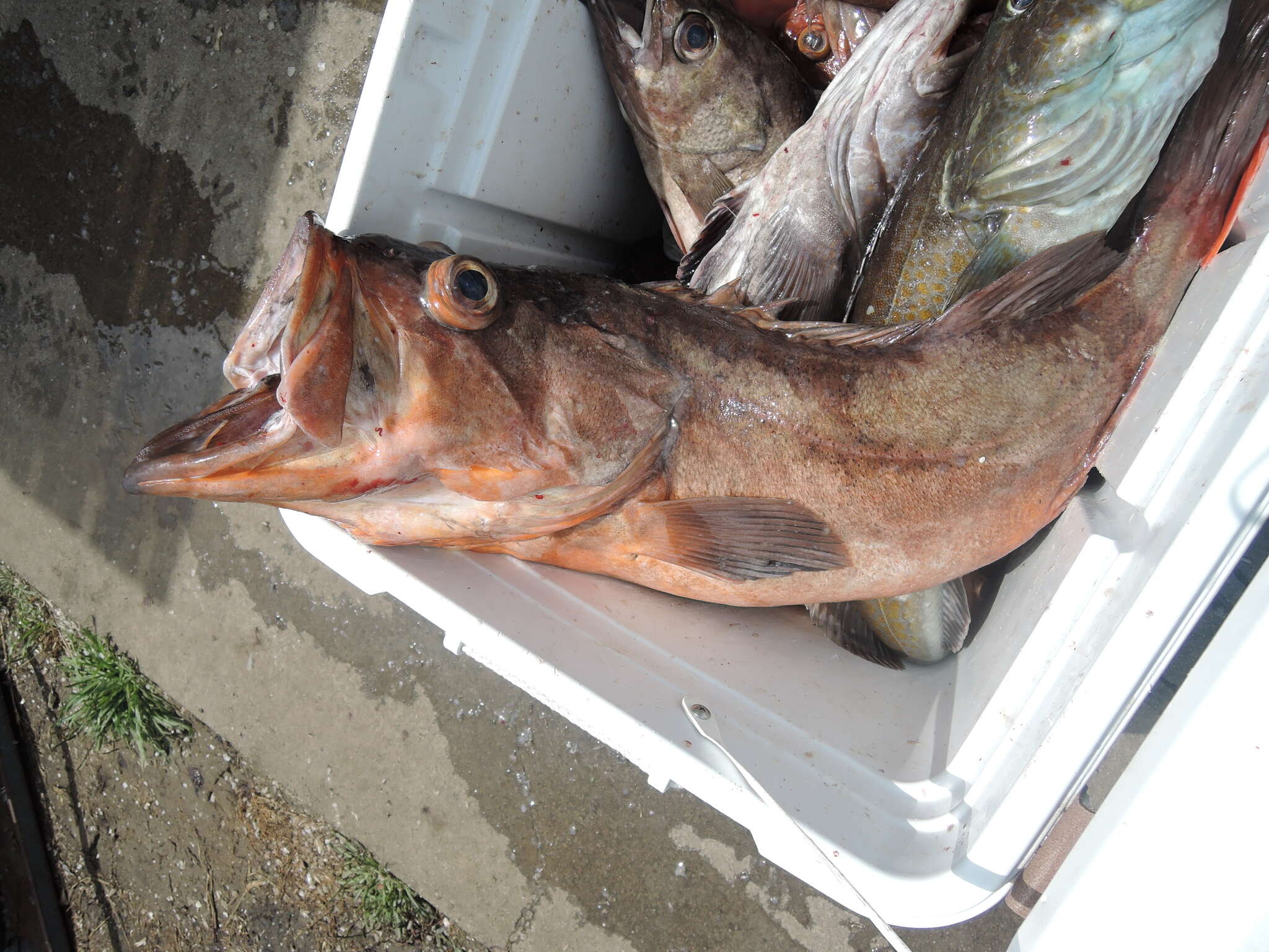 Image of Bocaccio rockfish