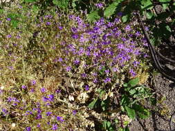 Image of Campanula matritensis A. DC.