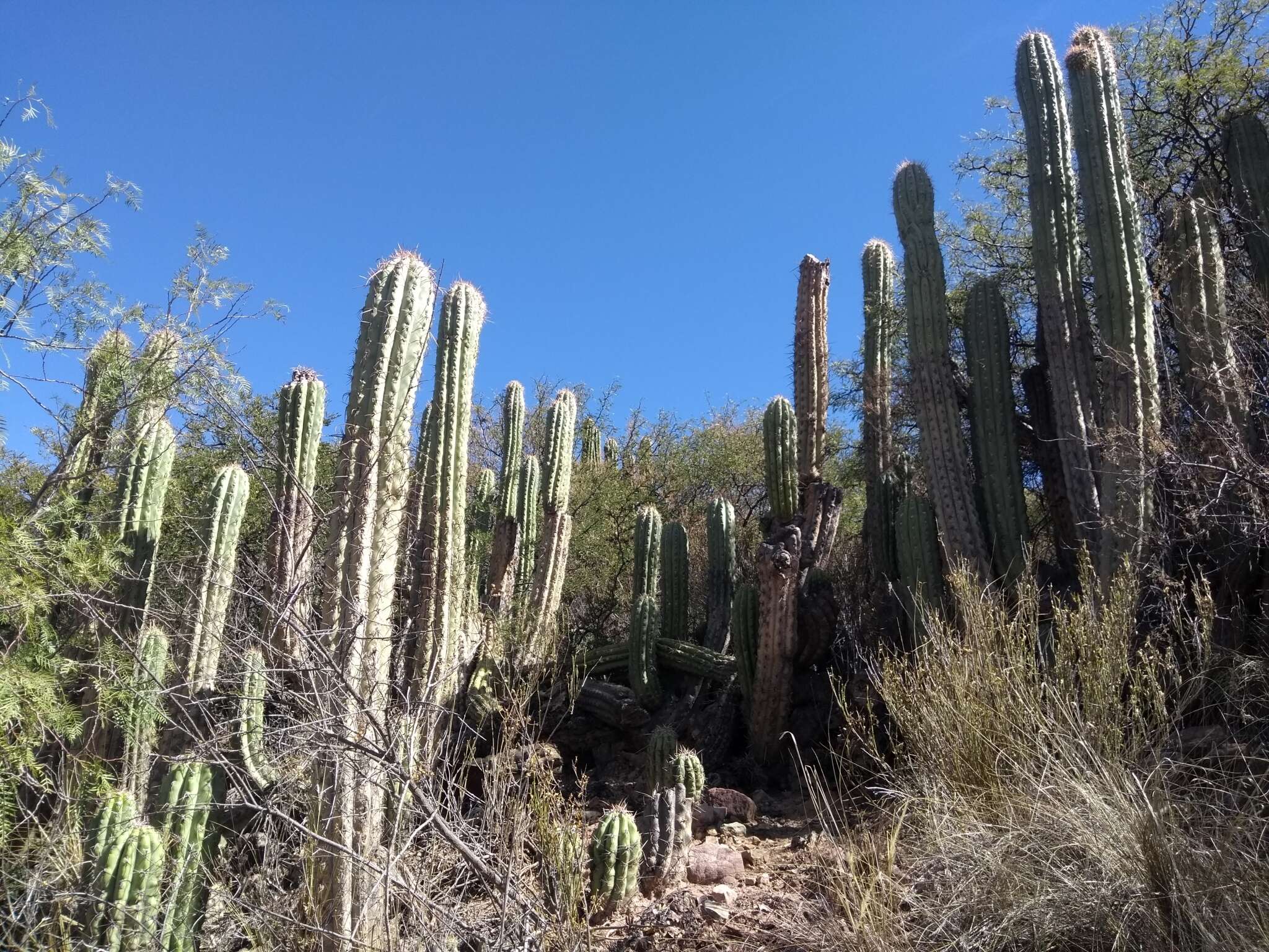 Image of Trichocereus tacaquirensis