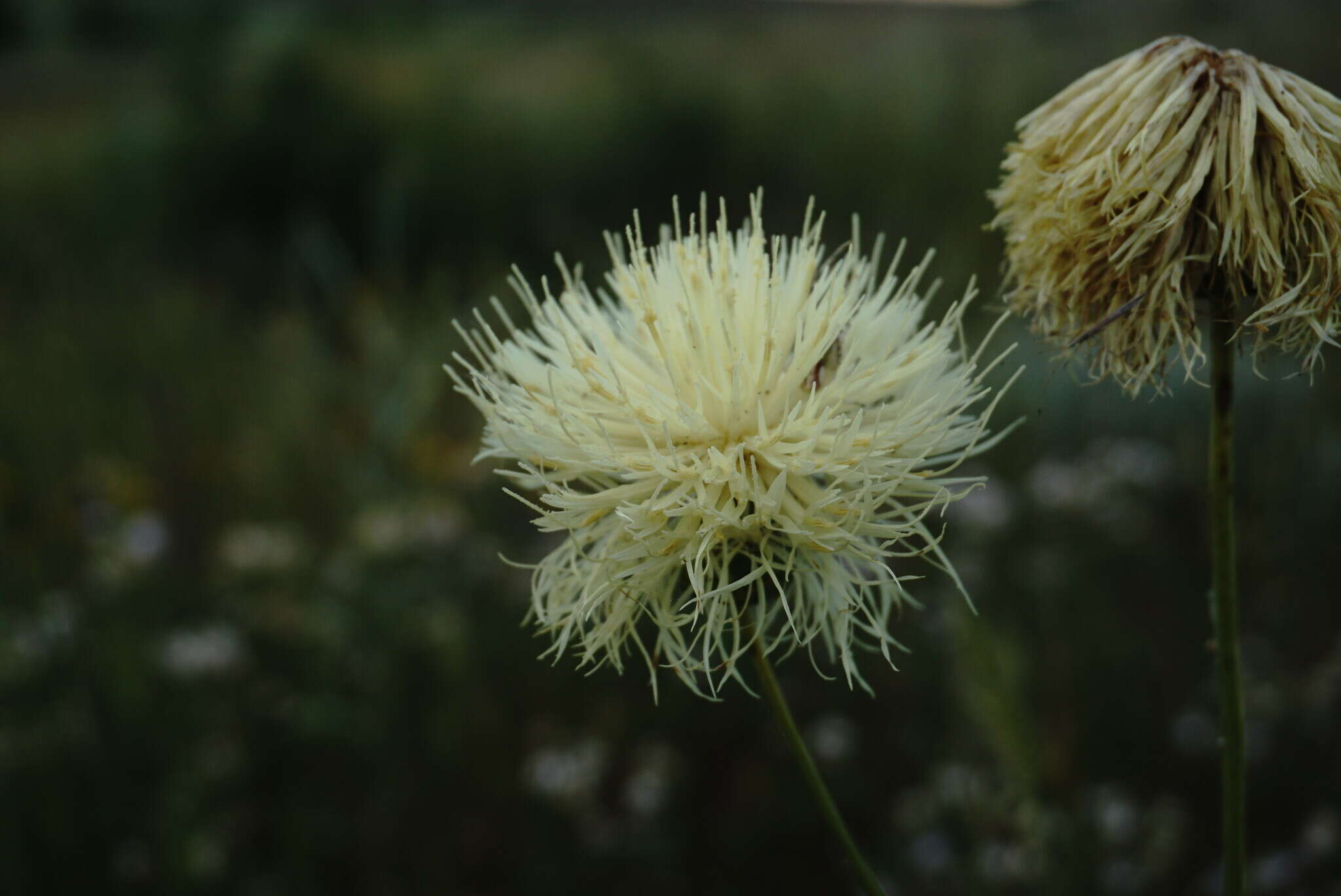 Plancia ëd Rhaponticoides taliewii (Kleopow) M. V. Agab. & Greuter