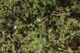 Image of Calytrix tetragona Labill.