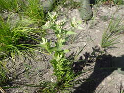 Image of March fleabane