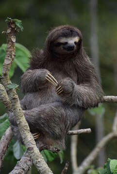 Image of Brown-throated Three-toed Sloth