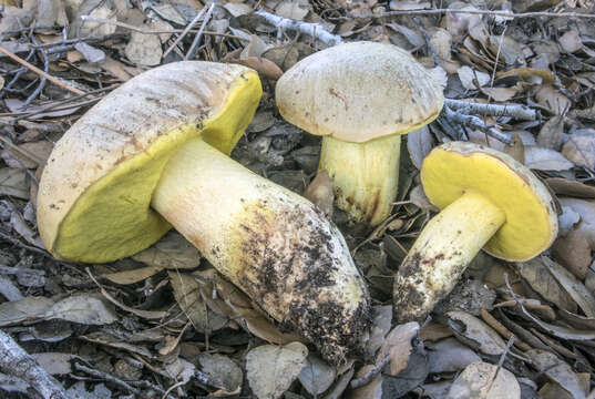 Image of Iodine bolete