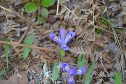 Image of dwarf lake iris