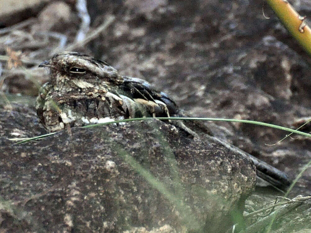 Image of Slender-tailed Nightjar