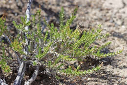 Image of Linanthus pungens subsp. pungens