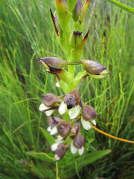 Image of Disa cornuta (L.) Sw.