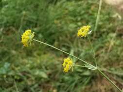 Image of Bupleurum alpigenum Jord. & Fourr.