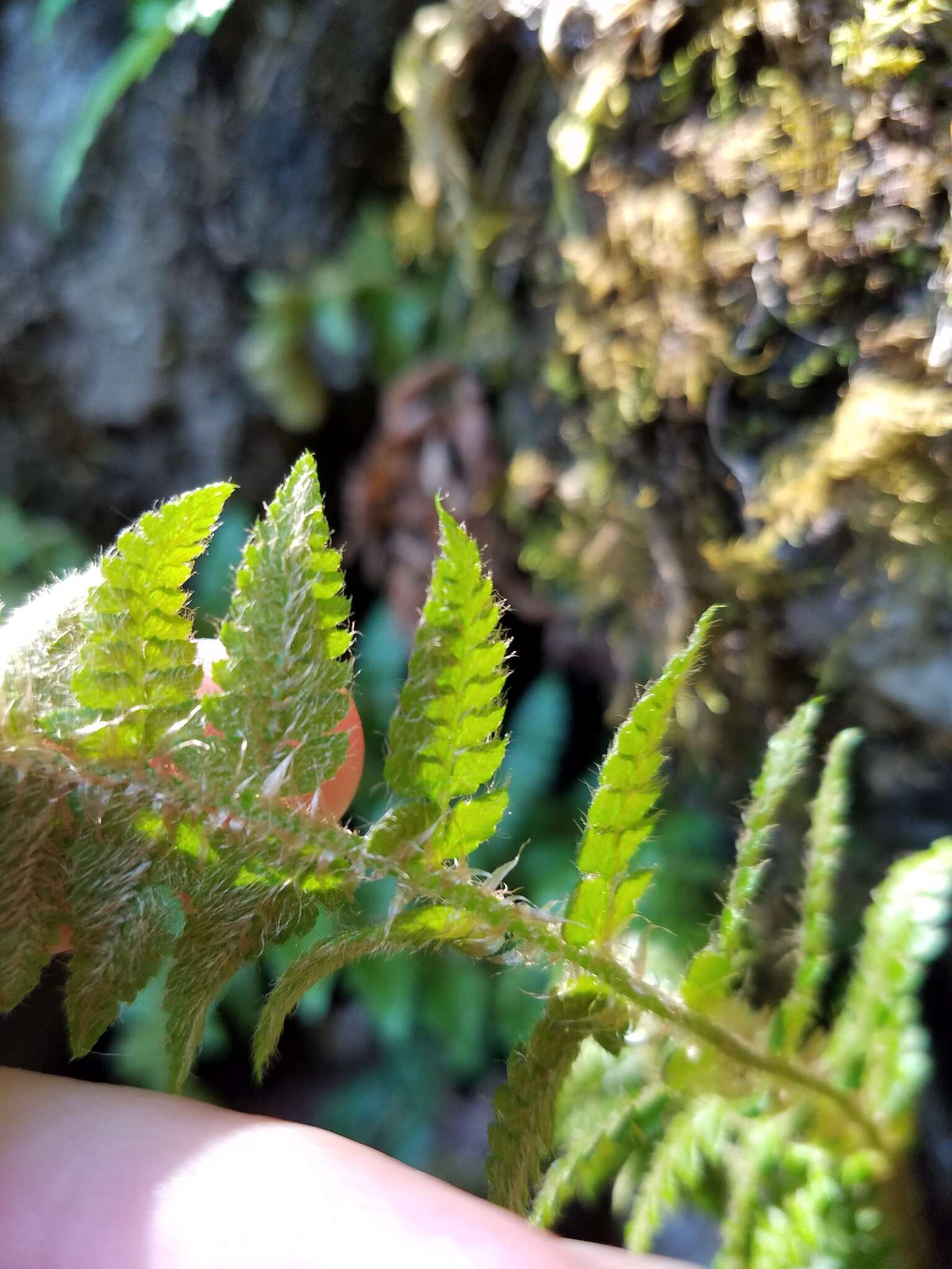 Image of Braun's hollyfern