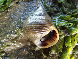 Image of Edible periwinkle