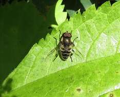 Image de Eristalis dimidiata Wiedemann 1830