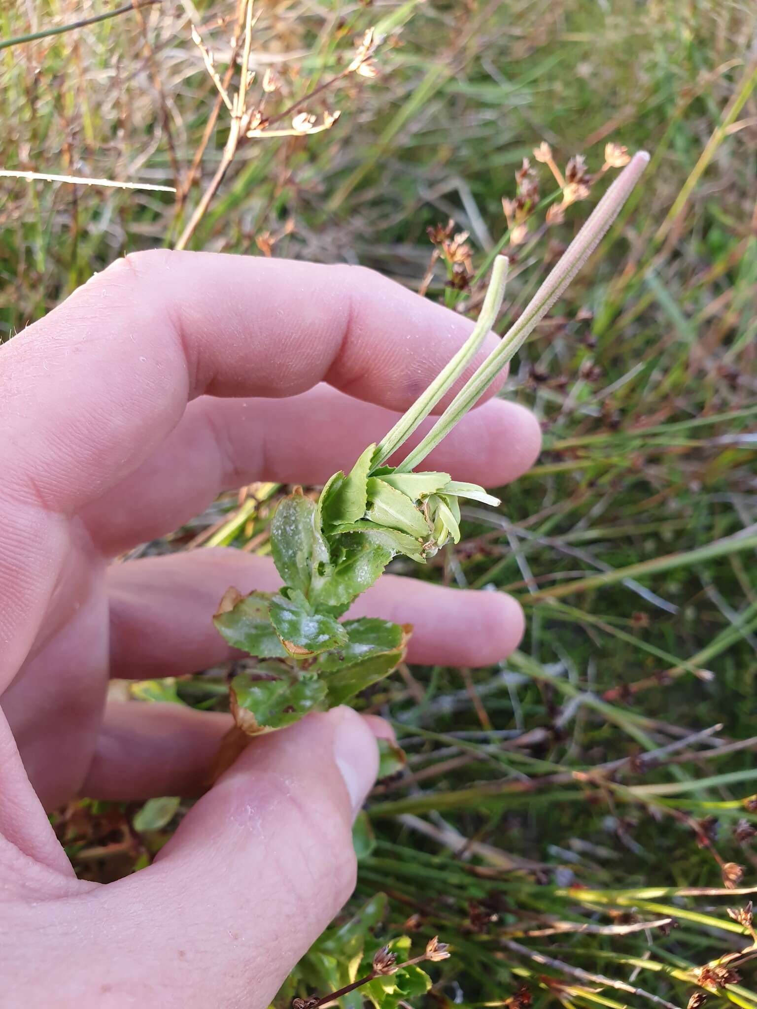 Image of Epilobium billardierianum subsp. billardierianum