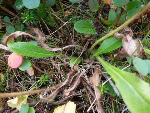 Image of alpine hawkweed