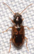 Image of Bembidion (Furcacampa) impotens Casey 1918