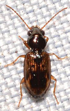 Plancia ëd Bembidion (Furcacampa) impotens Casey 1918