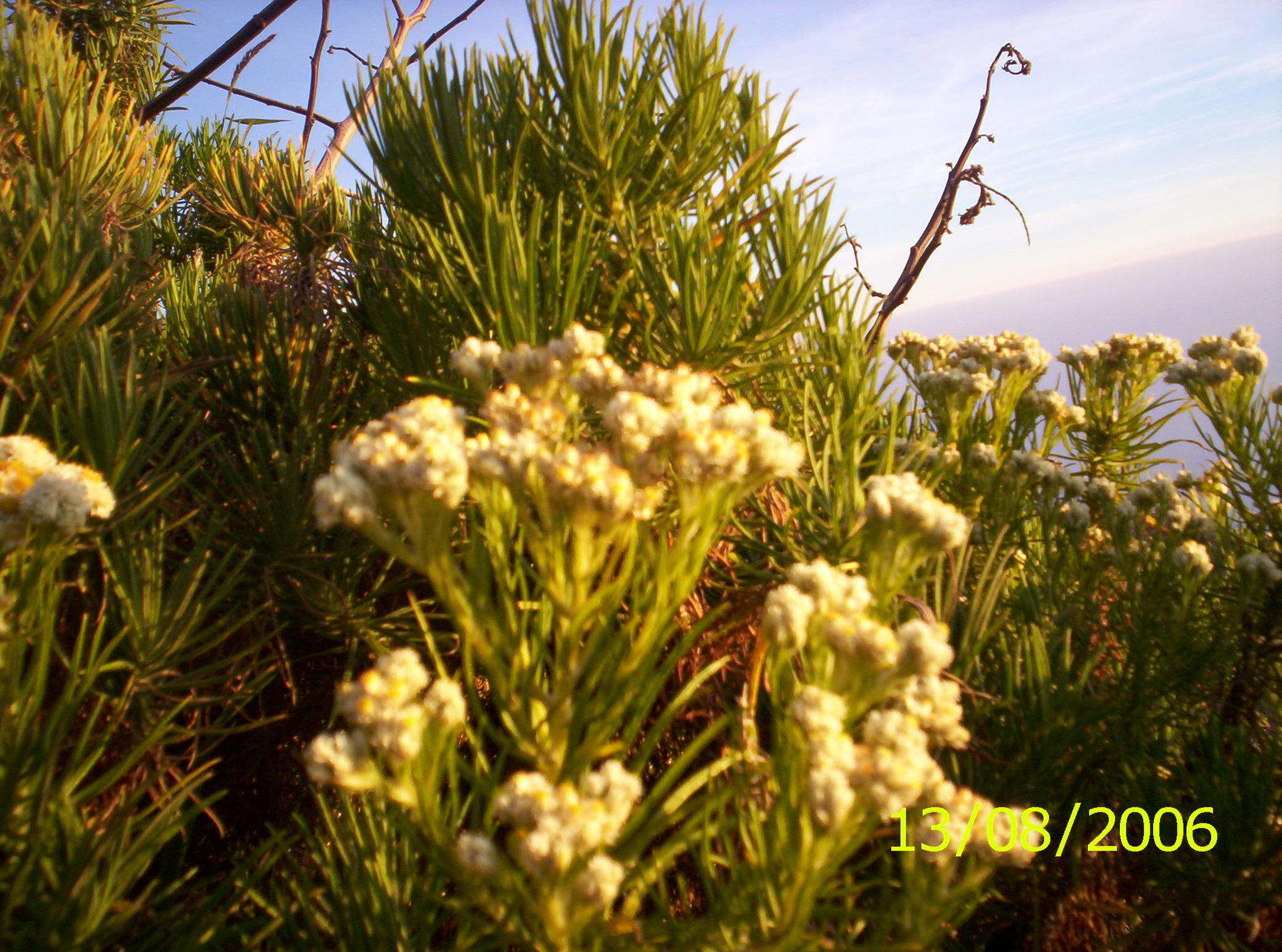 Image de Anaphalis viscida (BI.) DC.