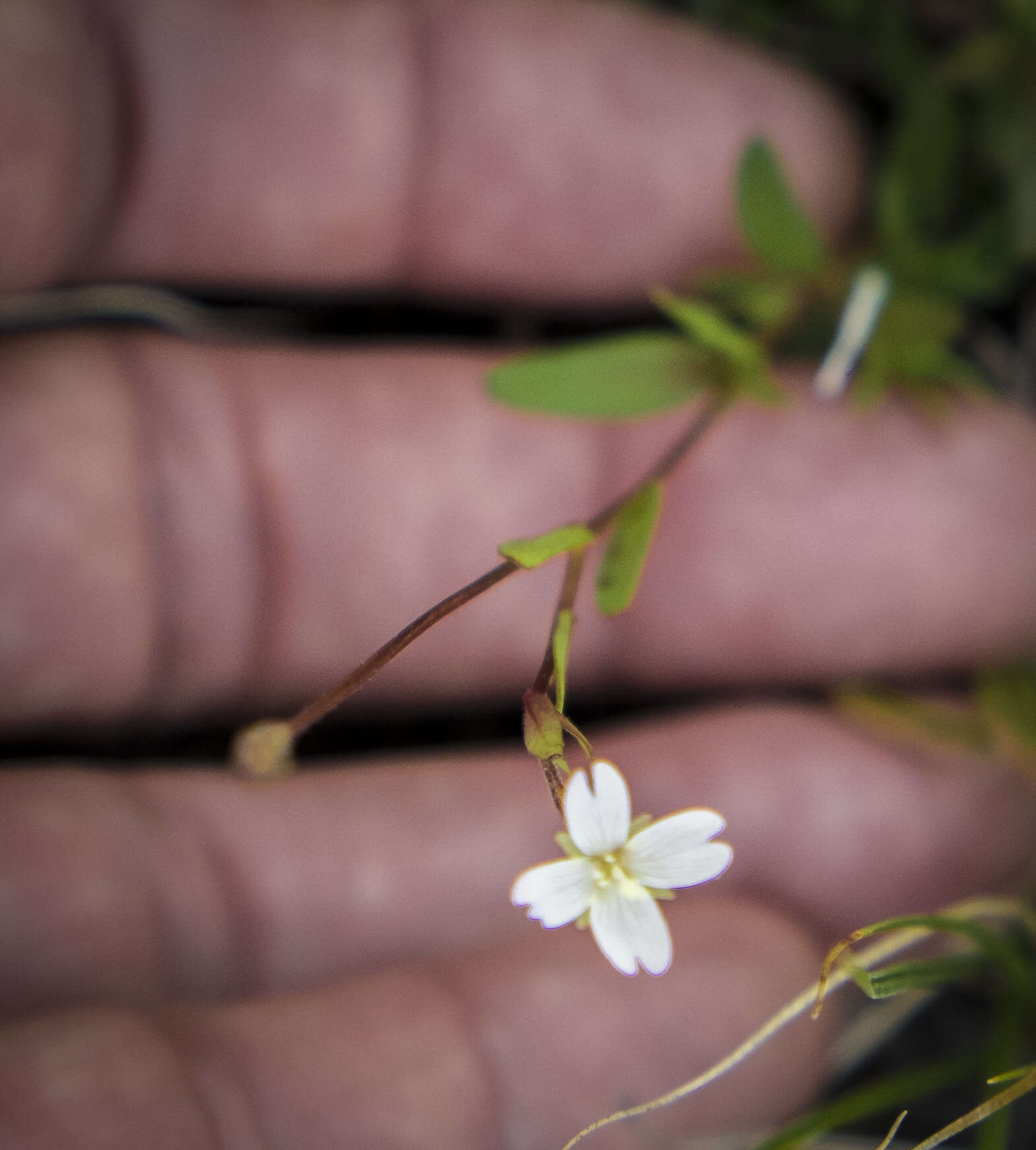 Image of Oregon Willowherb