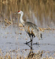 Image of Antigone canadensis canadensis (Linnaeus 1758)