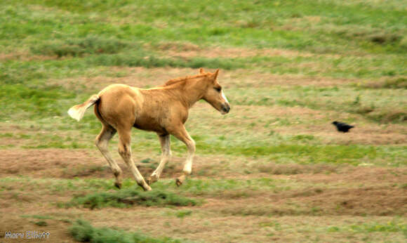 Image of Equus subgen. Equus Linnaeus 1758