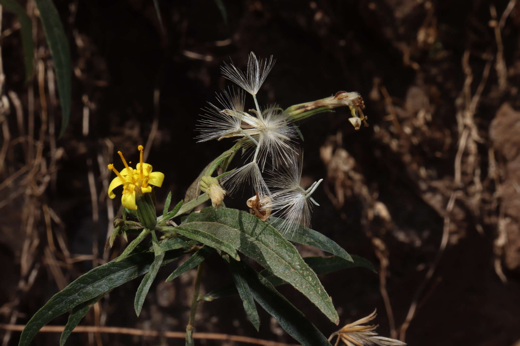 صورة Trixis hyposericea S. Wats.