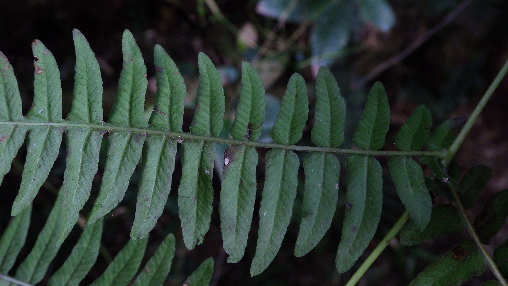 Amauropelta pteroidea (Klotzsch) A. R. Sm.的圖片