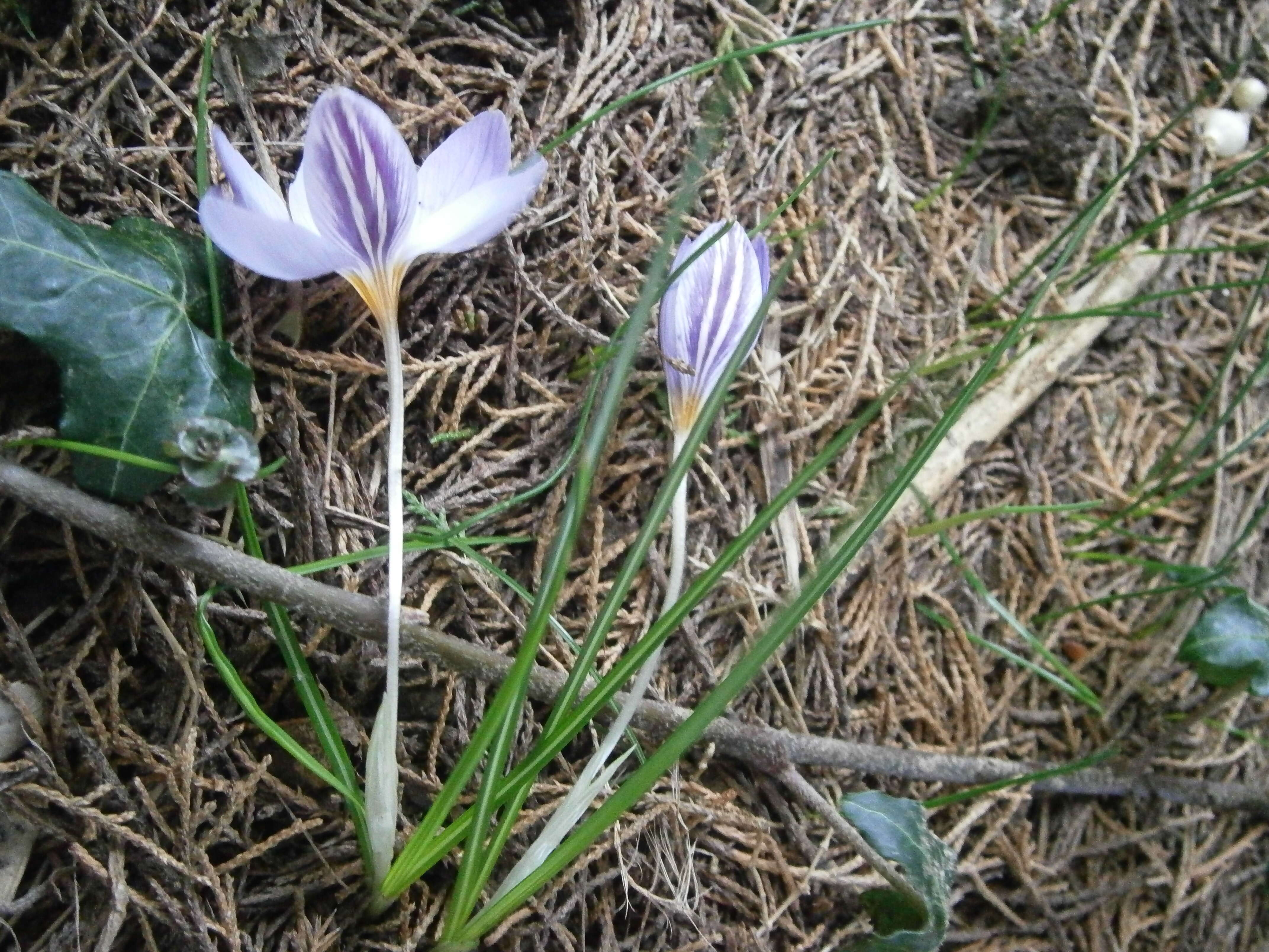 Image of smooth crocus